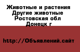 Животные и растения Другие животные. Ростовская обл.,Донецк г.